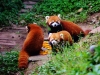 chengdu-panda-rojo-1