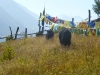kanding-montana-yak